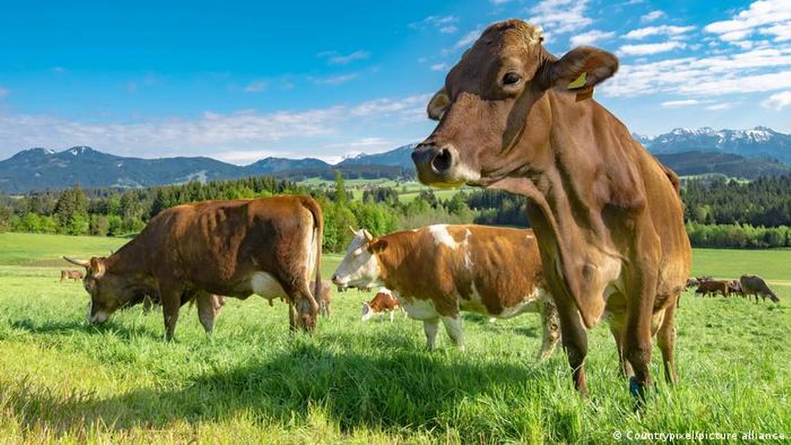 There are many cows. Сельское хозяйство Германии. Корова пасется среди нарциссов