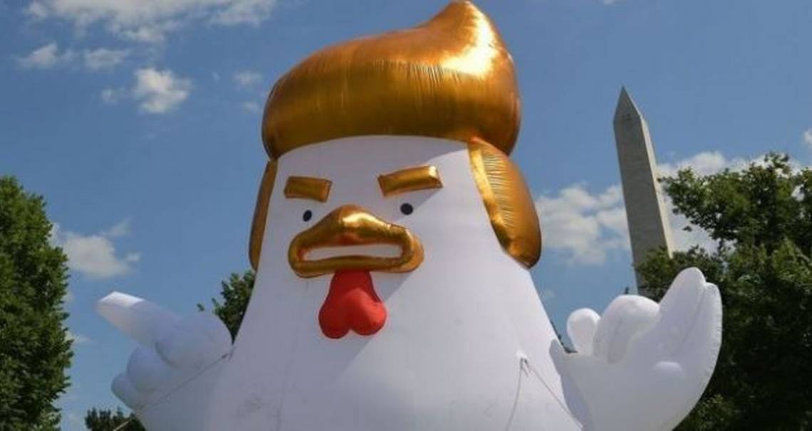 Chicken Don: el gigantesco pollo inflable con el peinado de Donald Trump  que apareció frente a la Casa Blanca | 24horas