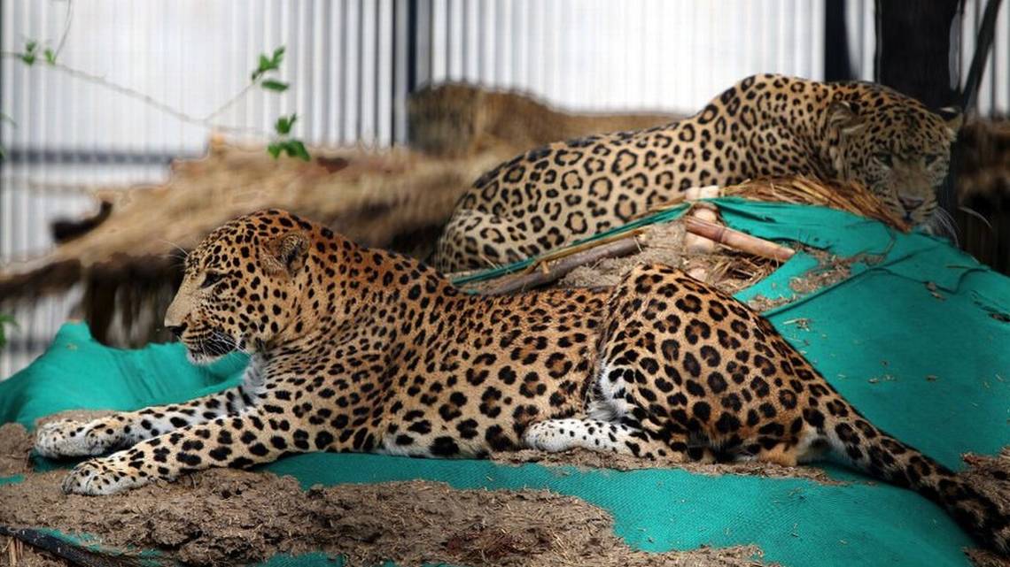 La modelo que resultó gravemente herida tras ser atacada por un leopardo en  una sesión de fotos en Alemania | 24horas