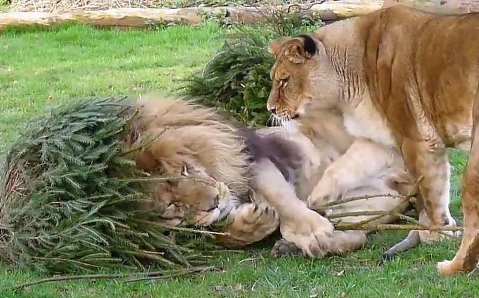 Reino Unido: reciclan árboles de navidad dándoselos a leones para que  jueguen | 24horas