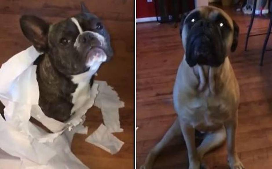 Optimismo obesidad Parásito Viral: Bulldog francés es delatado por jugar con papel higiénico | 24horas