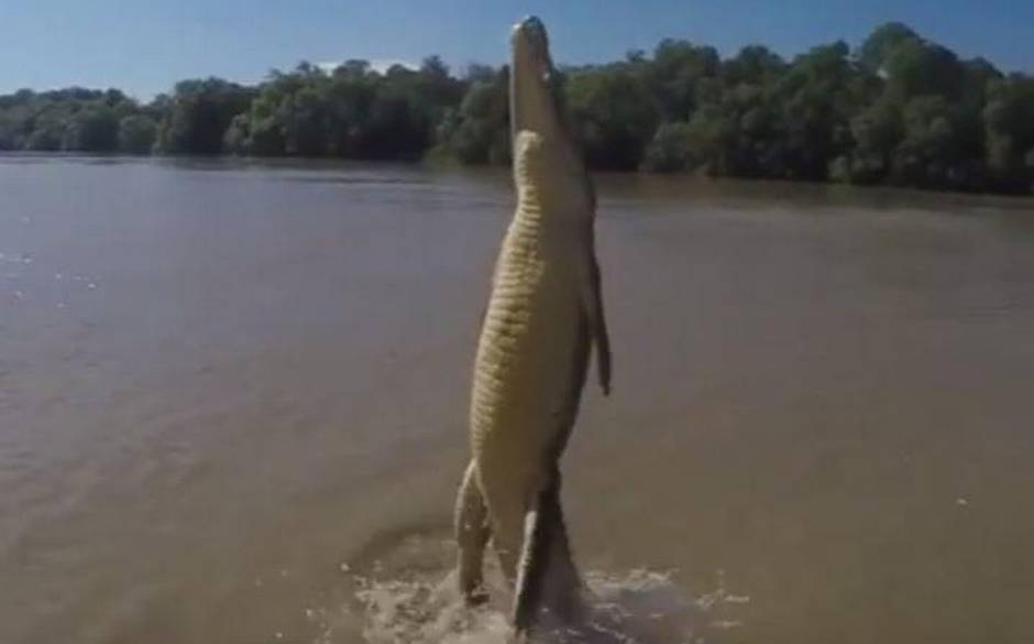 Impresionante video muestra la fuerza que puede alcanzar la cola de un  cocodrilo | 24horas