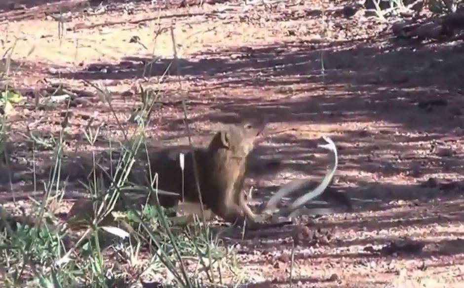 El combate de vida o muerte entre una mangosta y una mamba negra 24horas